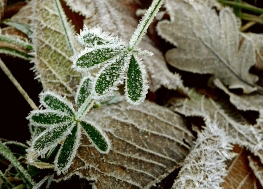 Frostblätter Frostblätter